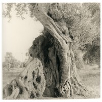 https://iandykmans.be/files/gimgs/th-9_6_femme arbre+1.jpg